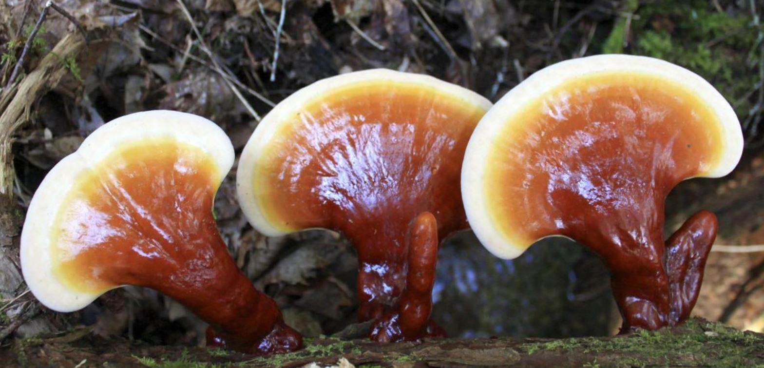 Nấm Lim xanh giúp tăng cường hệ thống miễn dịch, tăng cường sức đề kháng.